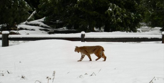 Cougar in the snow